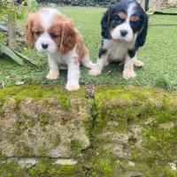 Cavalier King cuccioli