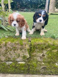 Cavalier King cuccioli