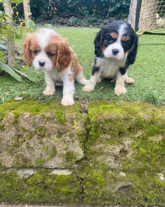 Cavalier King cuccioli