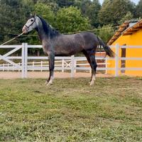 Cavallo spagnolo