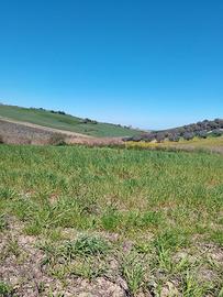 Terreno agricolo