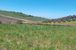 Terreno agricolo