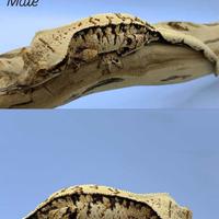 Geco Ciliatus Extreme Tricolor