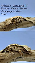 Geco Ciliatus Extreme Tricolor