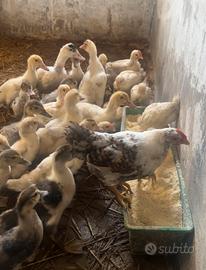 Anatre galline galli