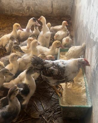 Anatre galline galli