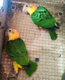 Caicco testa gialla novelli femmine