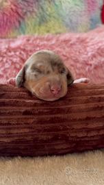 Bassotto piebald arlecchino