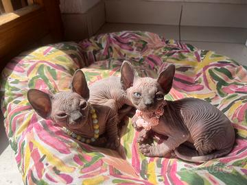 Cuccioli di Sphynx con pedigree