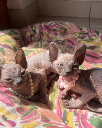 Cuccioli di Sphynx con pedigree