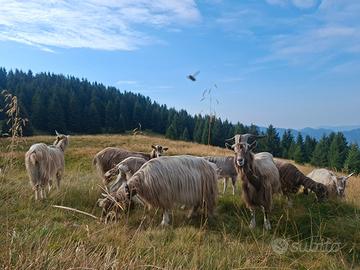 Capre bionde dell adamello