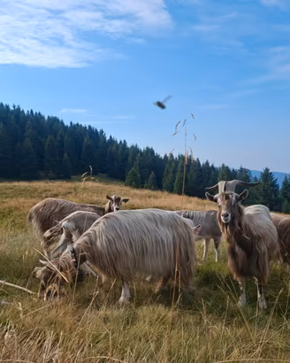 Capre bionde dell adamello