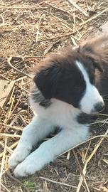 Cuccioli di Border collie
