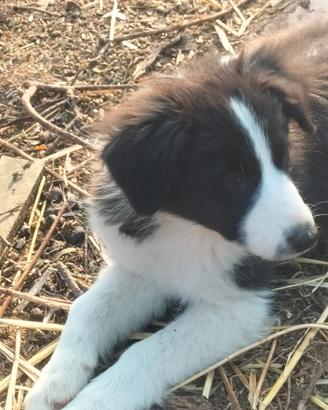 Cuccioli di Border collie