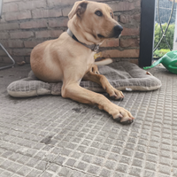 Cucciola di 1 anno