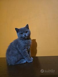 Gattini scottisch straight/fold