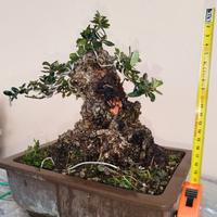 Prebonsai olivastro