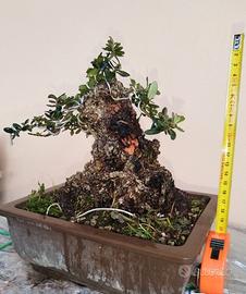 Prebonsai olivastro