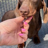 Bassotto con pedigree Enci