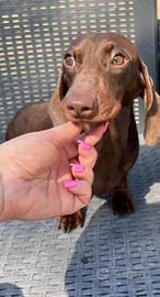 Bassotto con pedigree Enci