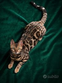 Gatto Bengala Femmina