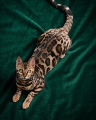 Gatto Bengala Femmina