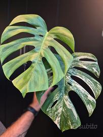 Monstera Deliciosa Variegata 