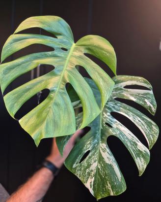 Monstera Deliciosa Variegata 