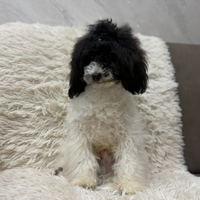 Barboncino maschio bicolor