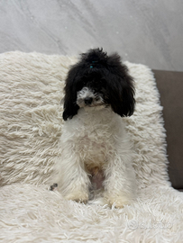 Barboncino maschio bicolor