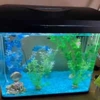 Acquario