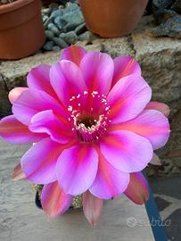 Echinopsis PP 17-11