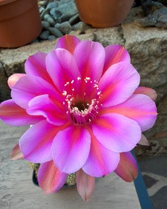 Echinopsis PP 17-11