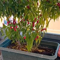piante di peperoncino 