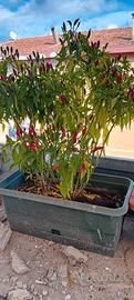 piante di peperoncino 