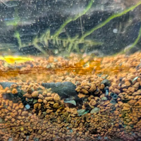 Melanoides tubercolata Shadow Morph