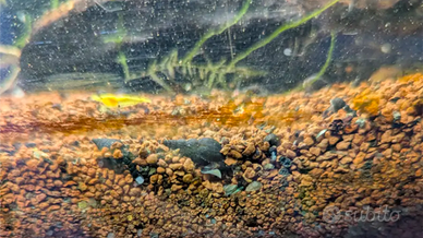 Melanoides tubercolata Shadow Morph