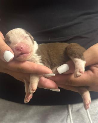 Pastore australiano cucciolo