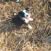 Cuccioli di Border collie