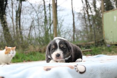 Cucciolo maschio pastore australiano