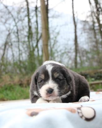 Cucciolo maschio pastore australiano