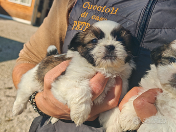Cuccioli di Shih Tzu