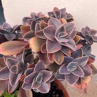 Pianta BABY Echeveria gibbiflora Perla Norimberga