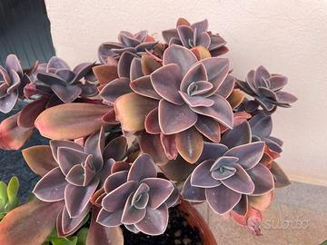 Pianta BABY Echeveria gibbiflora Perla Norimberga