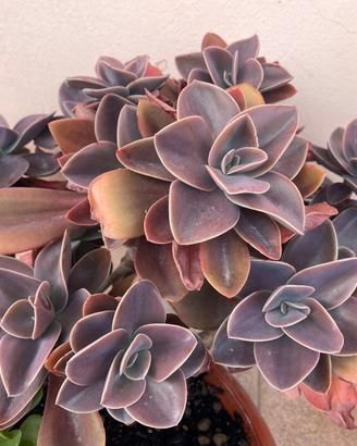 Pianta BABY Echeveria gibbiflora Perla Norimberga