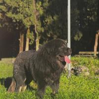 Mastino tibetano