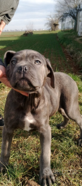 Cuccioli di cane corso grigi