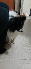 Cane Spitz tedesco