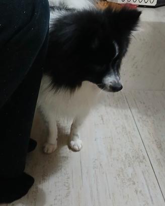 Cane Spitz tedesco