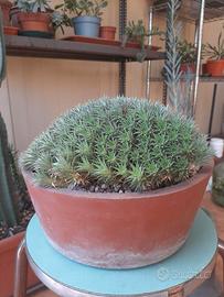 Abromeitiella brevifolia